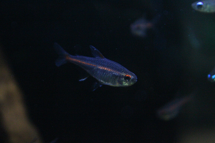 Glowlight tetra (Hemigrammus erythrozonus) - Suraloka Interactive Zoo