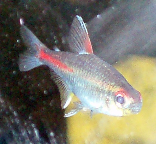Glowlight Tetra (Hemigrammus erythrozonus)