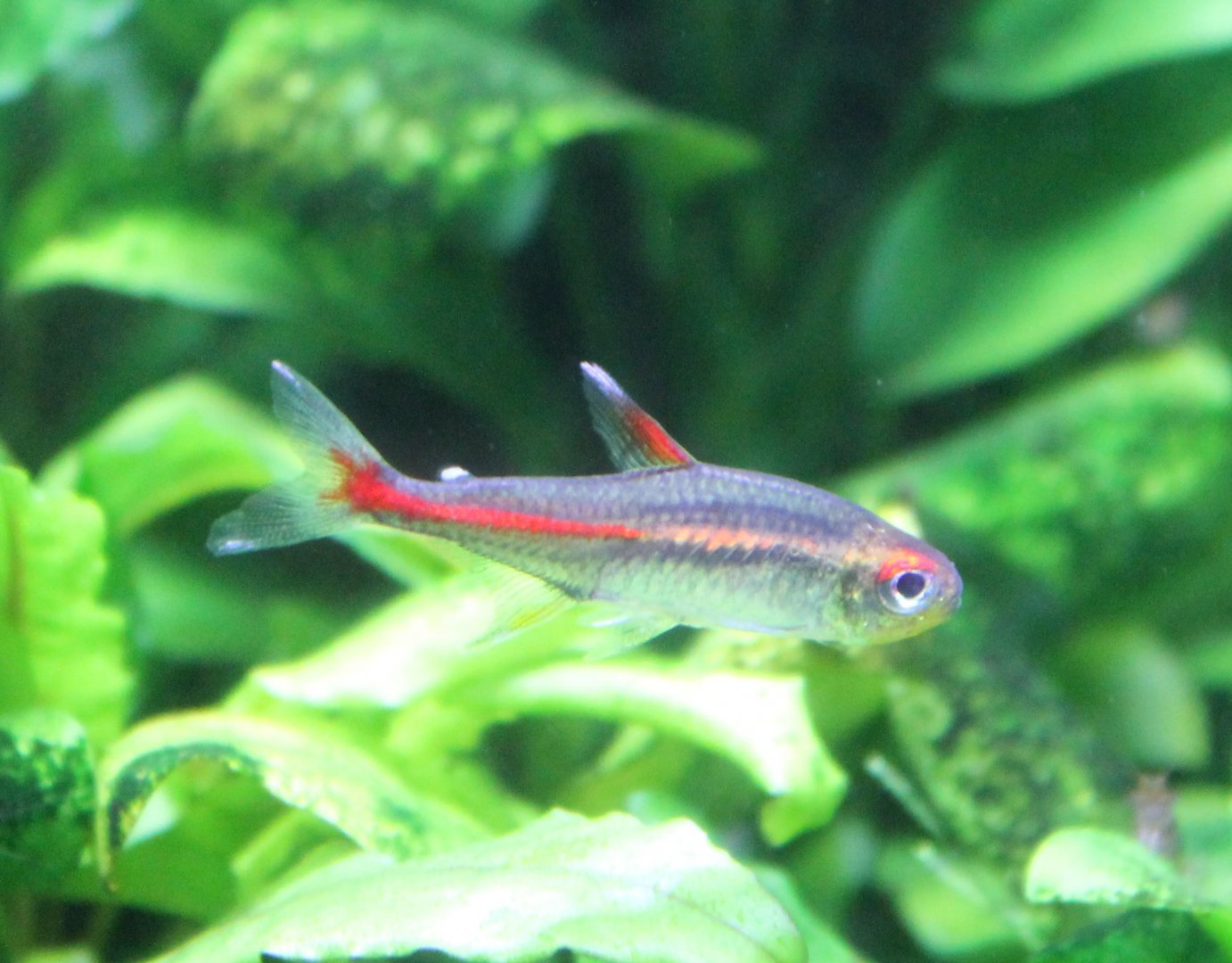 Glowlight tetra (Hemigrammus erythrozonus)