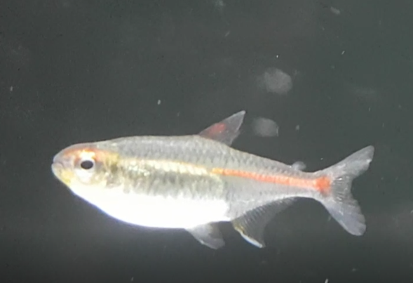 Glowlight tetra - Hemigrammus erythrozonus