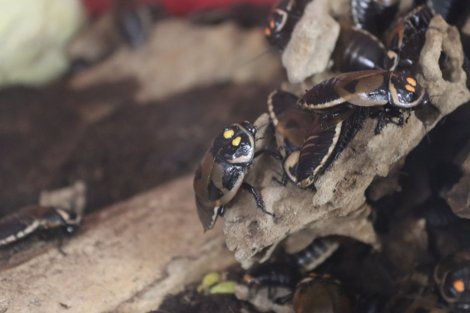 Glowspot cockroach (Lucihormetica verrucosa) BugParc, 08/2024