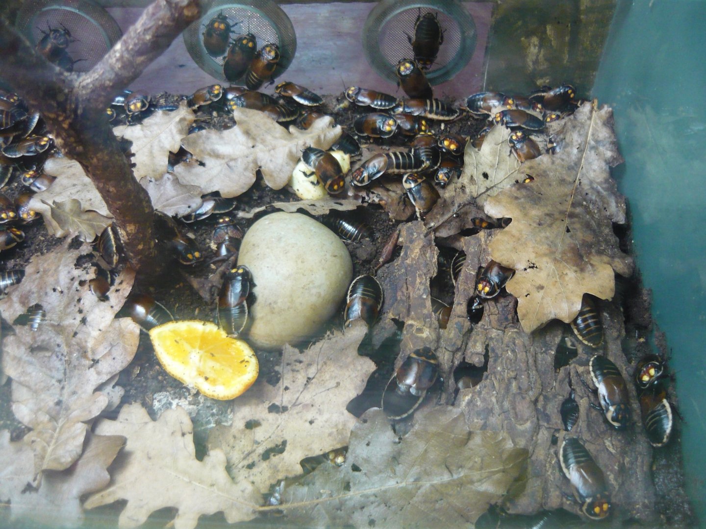 Glowspot cockroaches (Lucihormetica verrucosa)