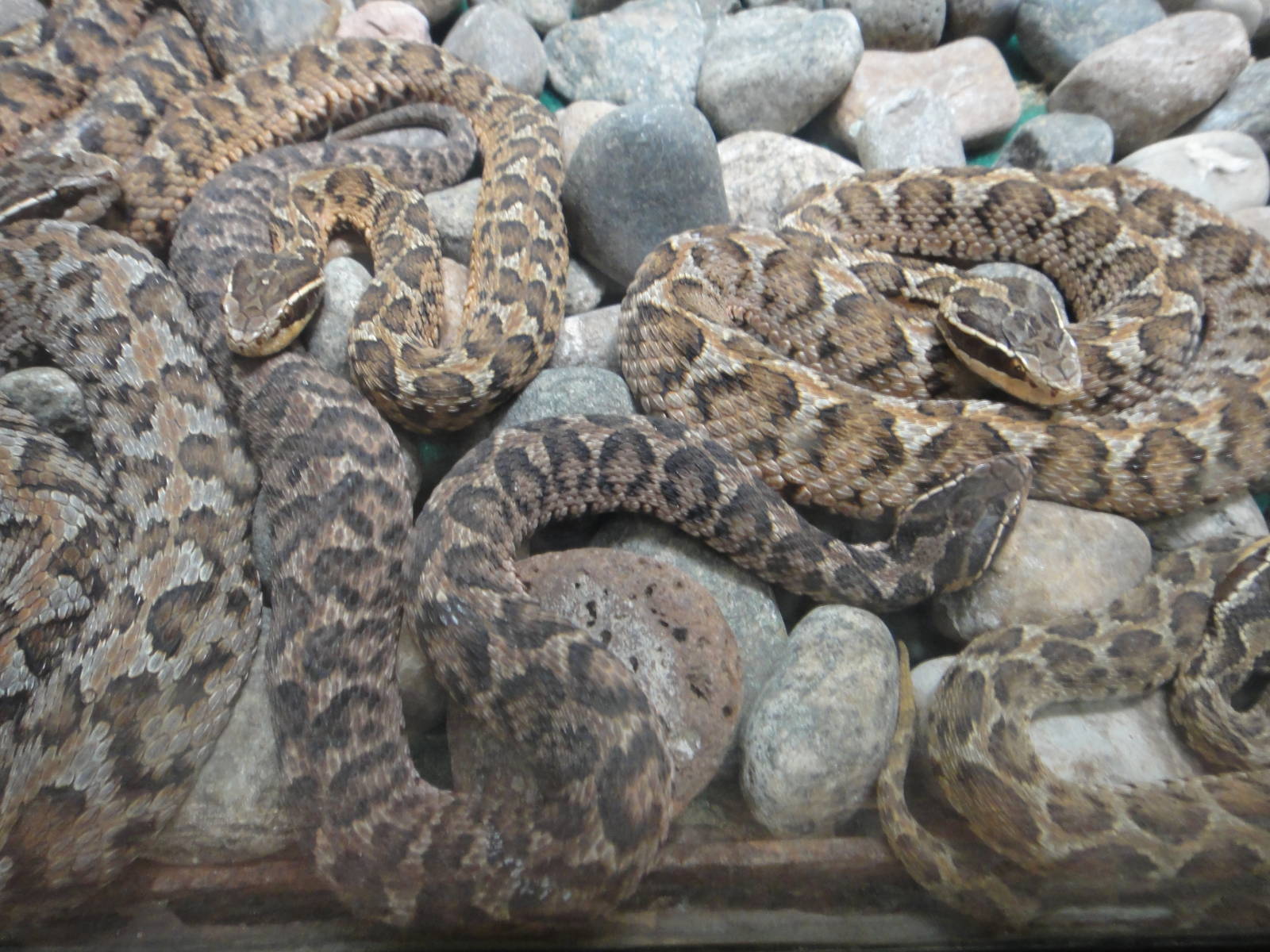 Gloydius intermedius (Mongolian pit viper)