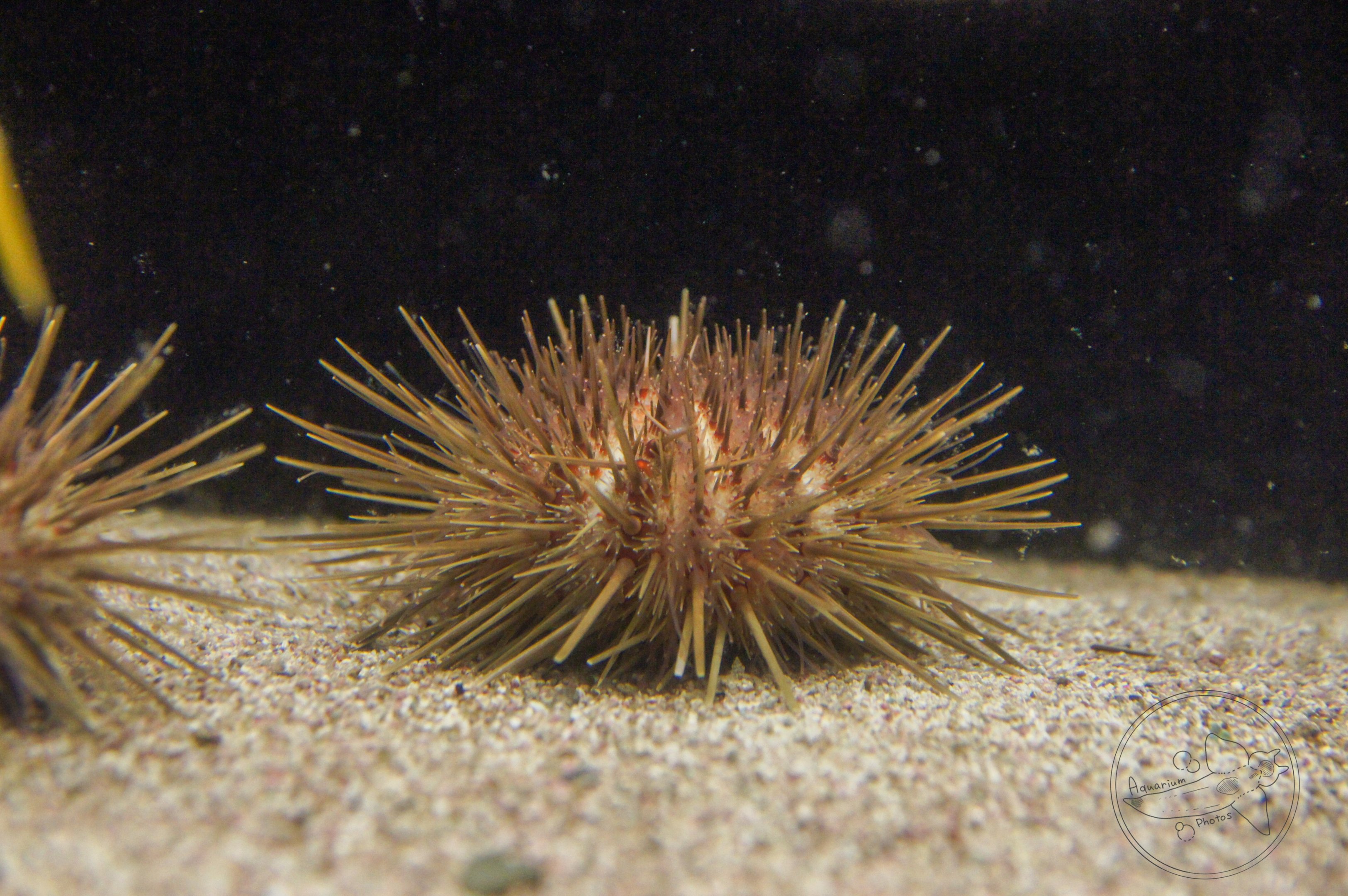 Glyptocidaris crenularis