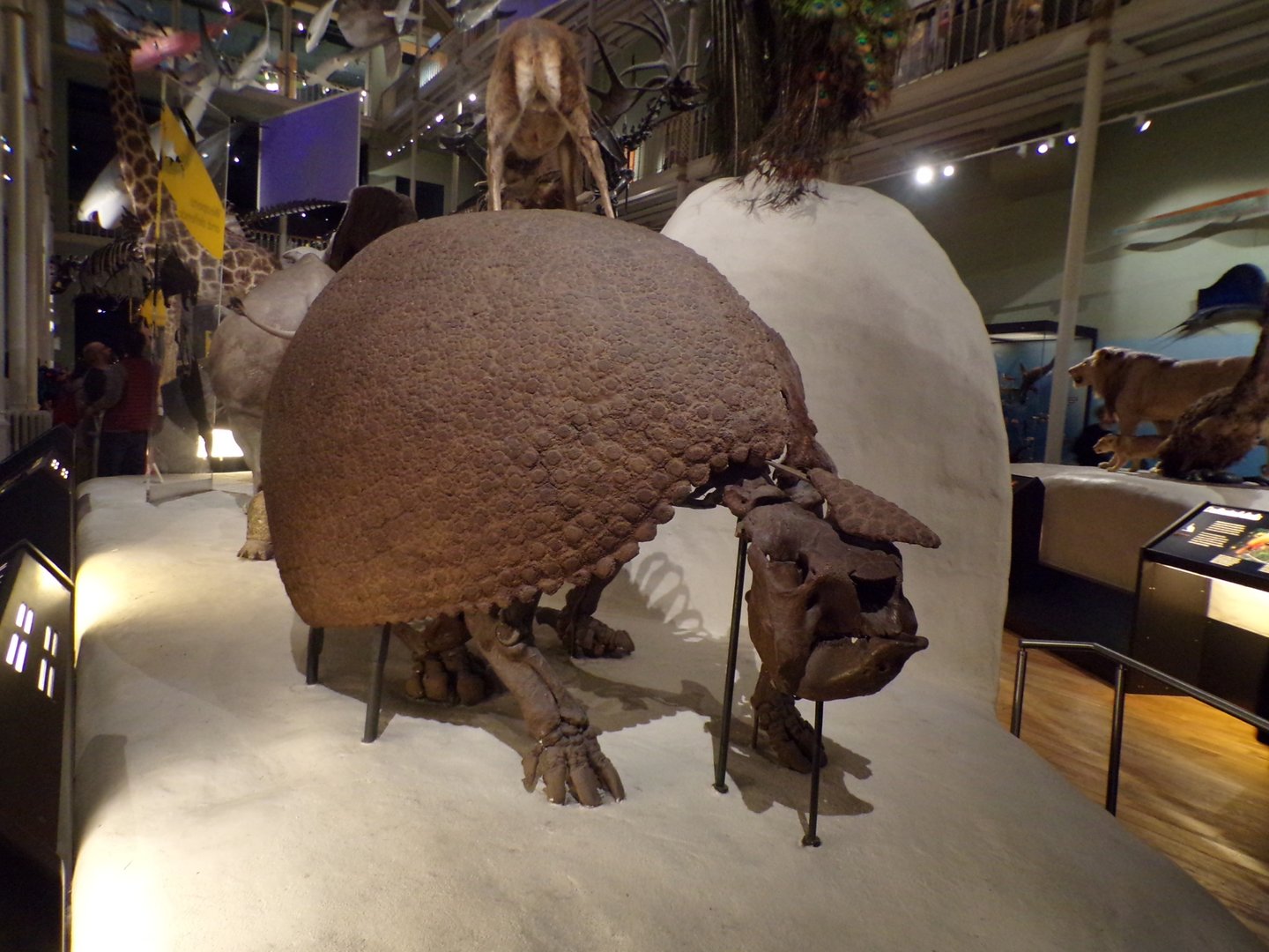 Glyptodon skeleton 30.12.22