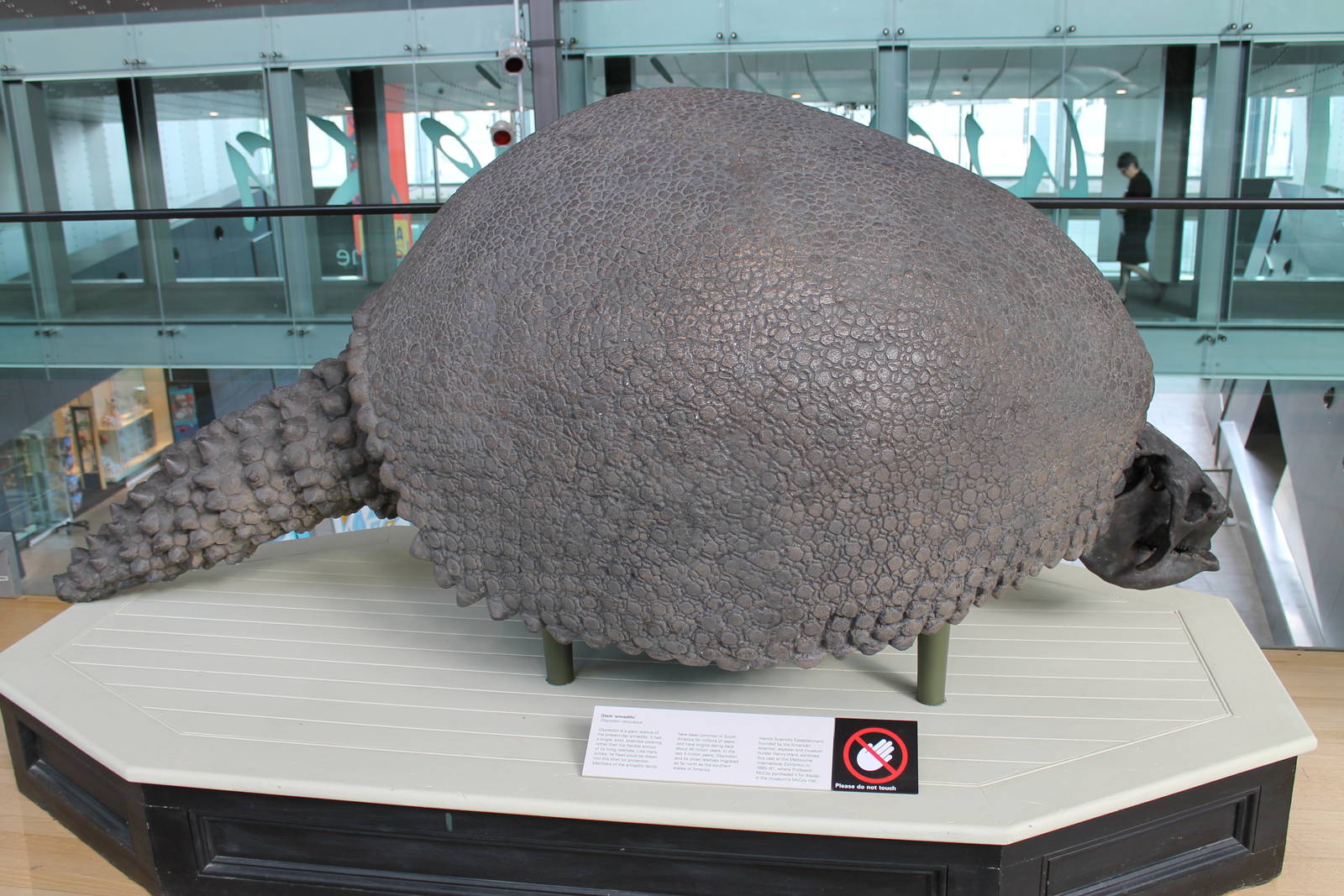 Glyptodon skeleton