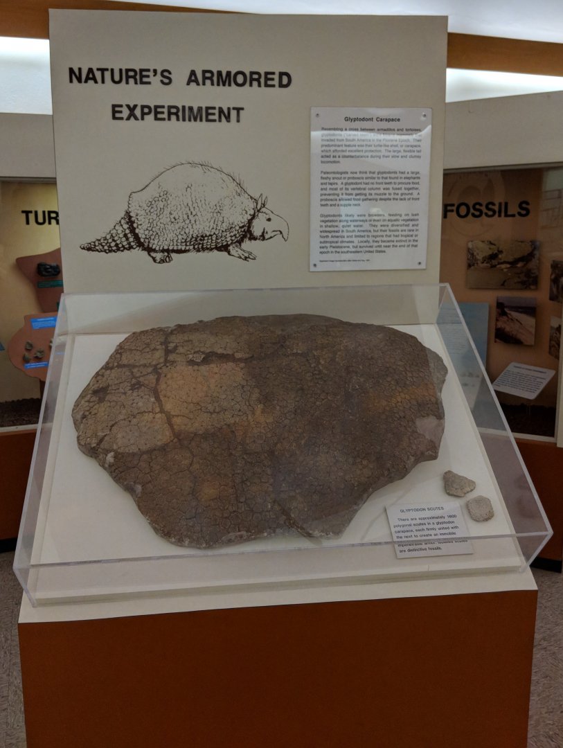 Glyptodont carapace