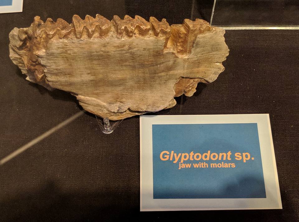 Glyptodont sp. cast of lower jaw with molars