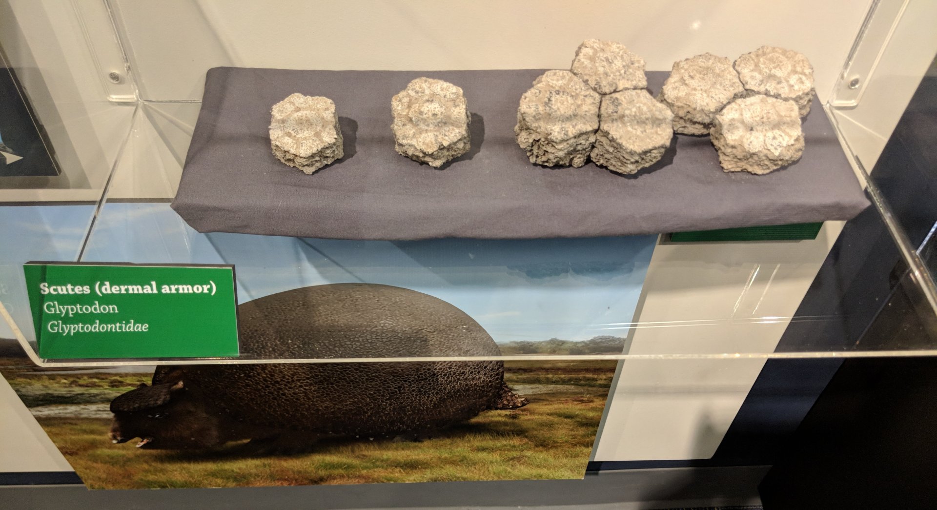 Glyptodontid scutes
