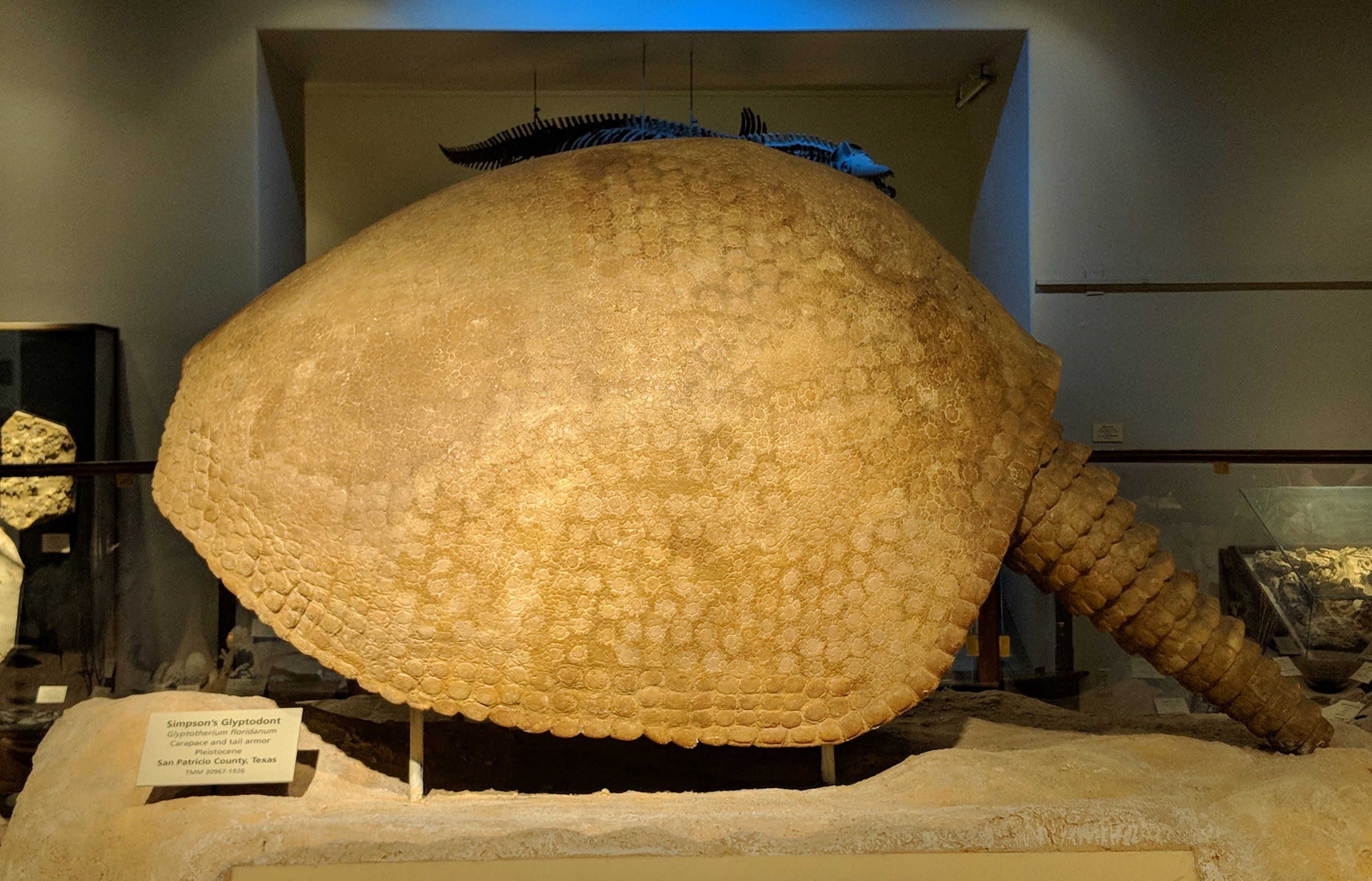 Glyptotheriun floridanum