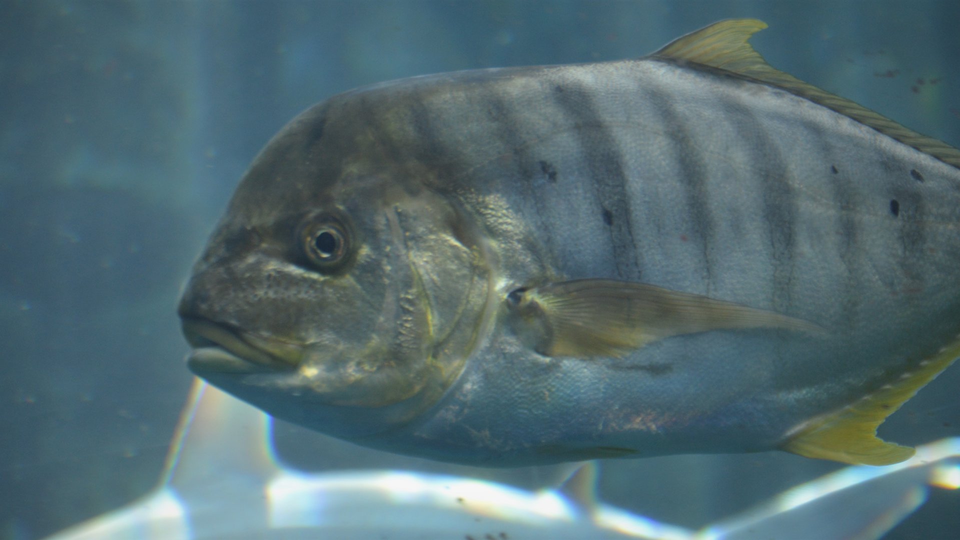 Gnathanodon speciosus