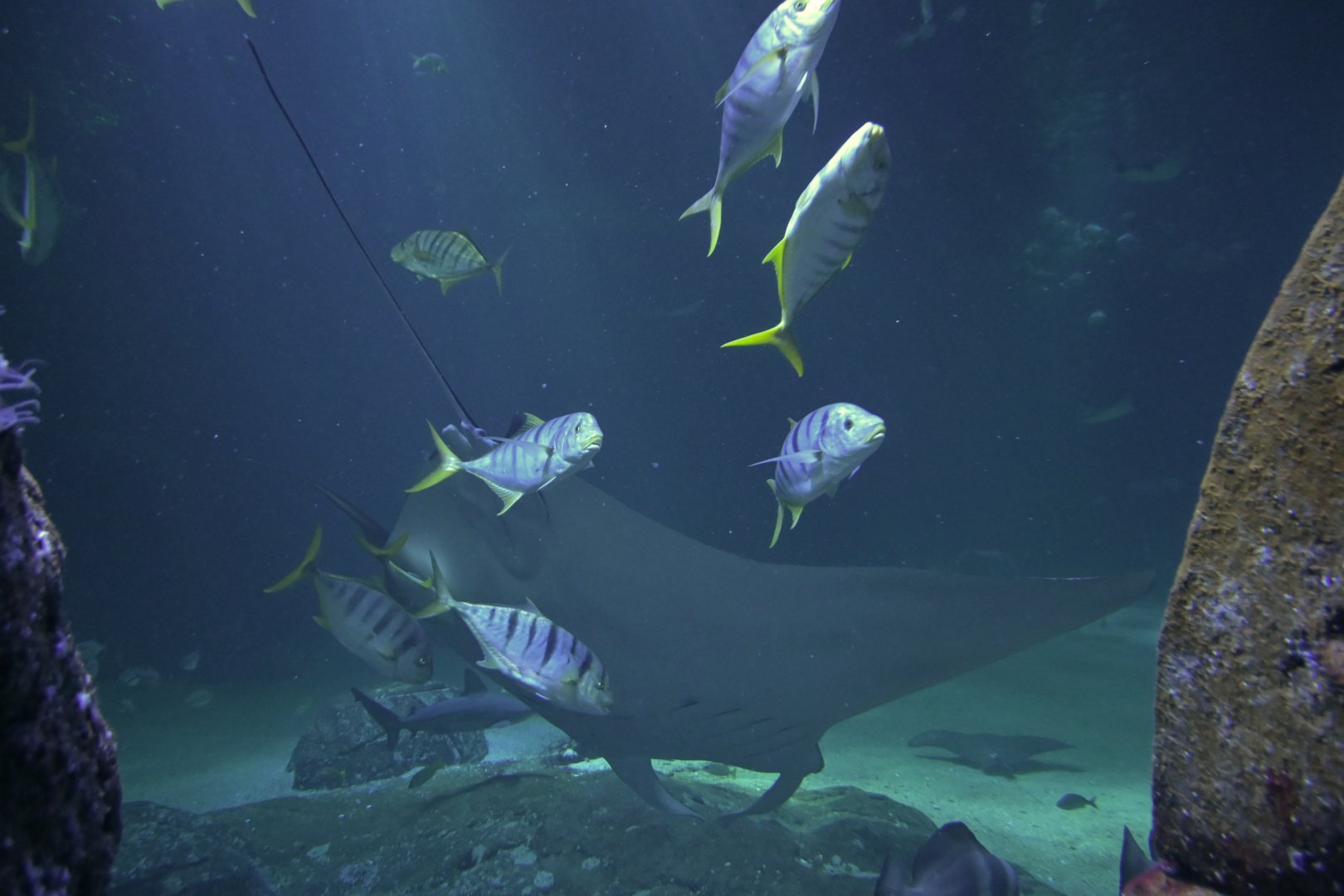 Gnathanodon speciosus