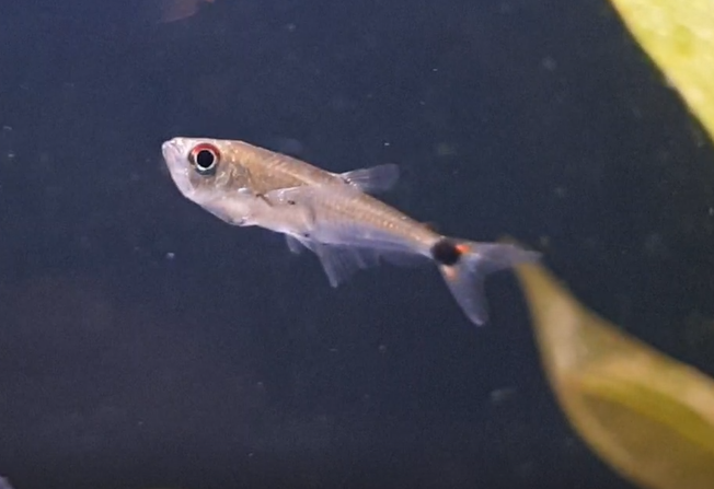 Gnathocharax steindachneri