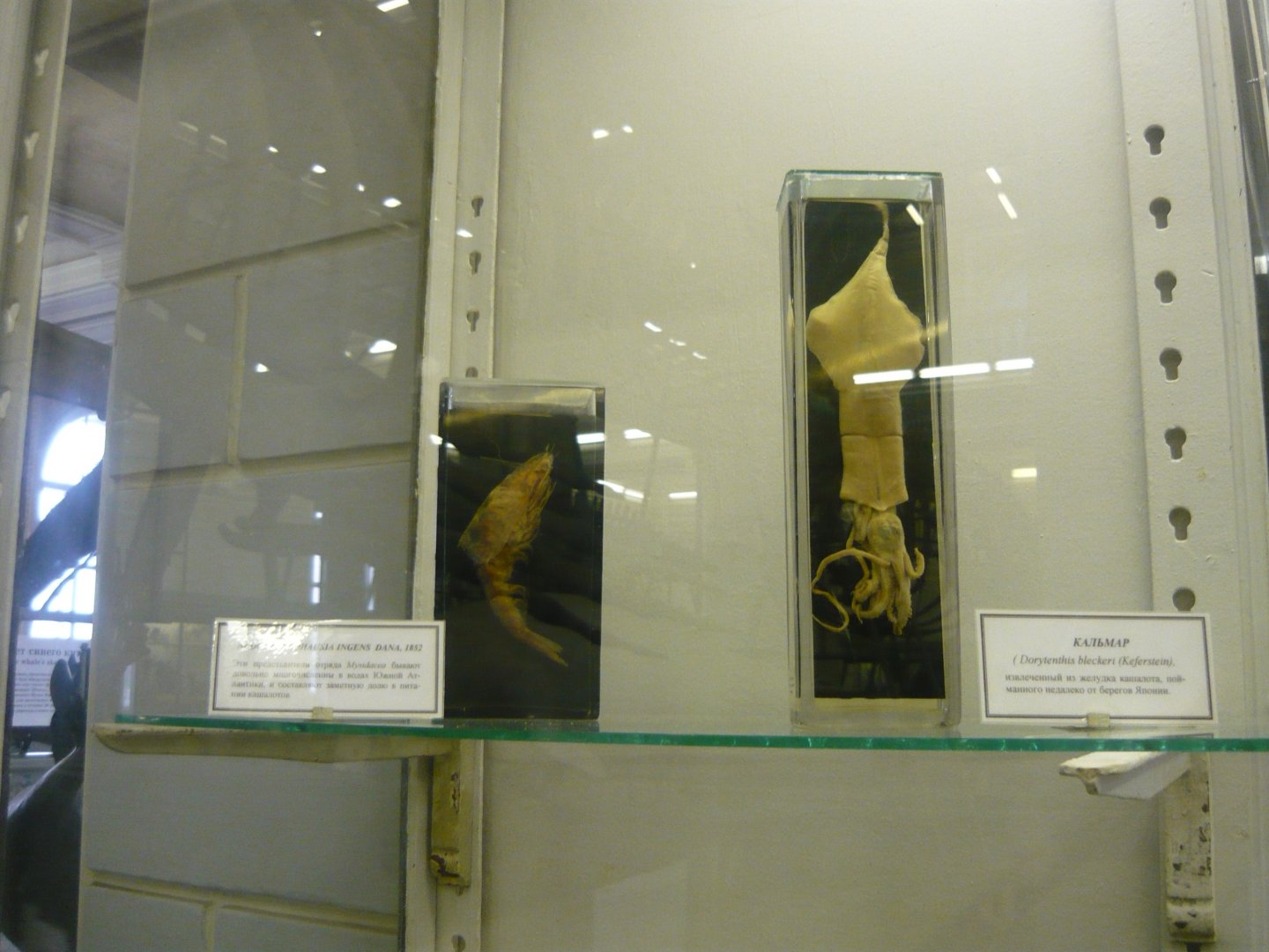 Gnathophausia ingens and Doryteuthis bleekeri