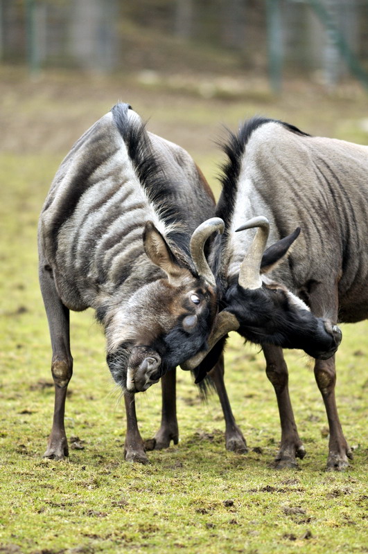 Gnu at Opelzoo