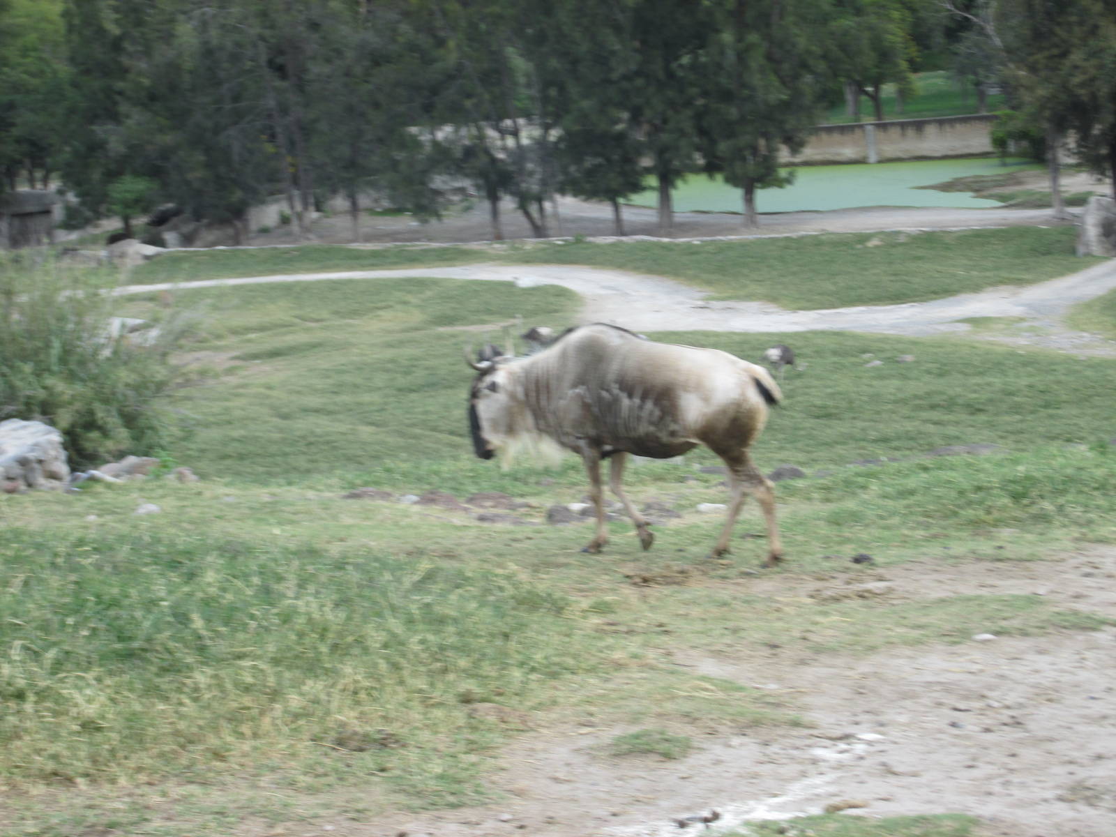 gnu guadalajara zoo