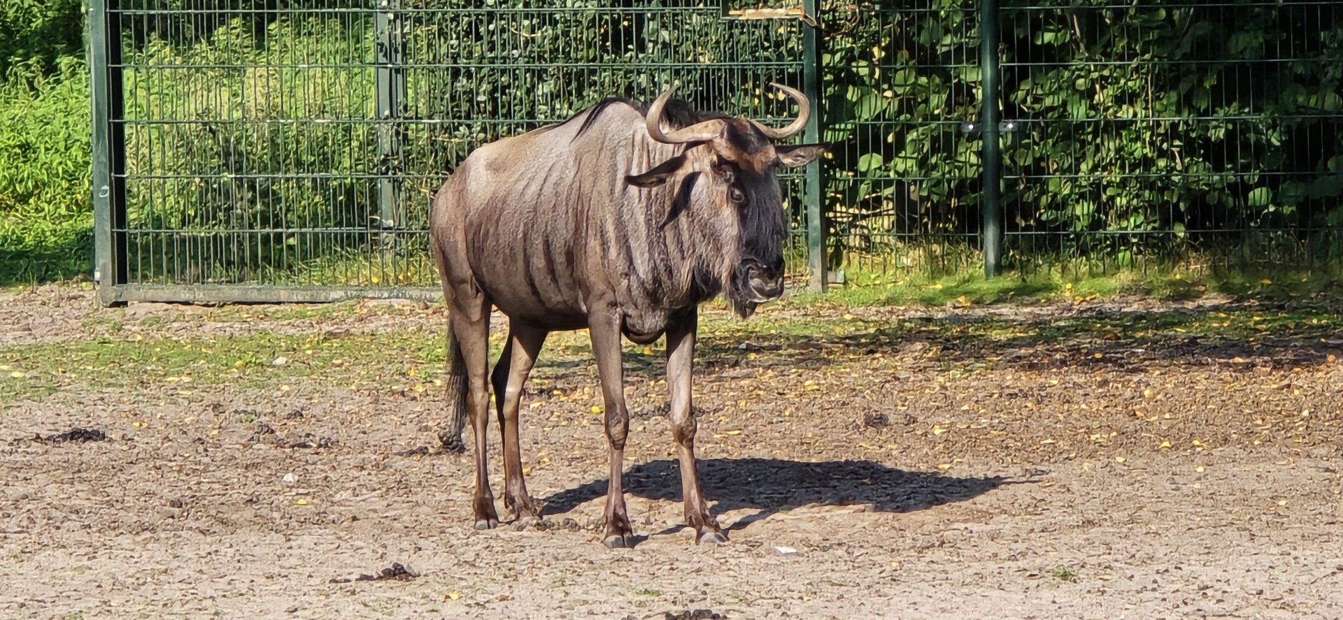 Gnu