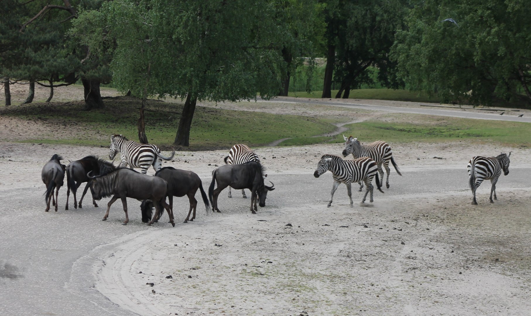 Gnus and Zebras