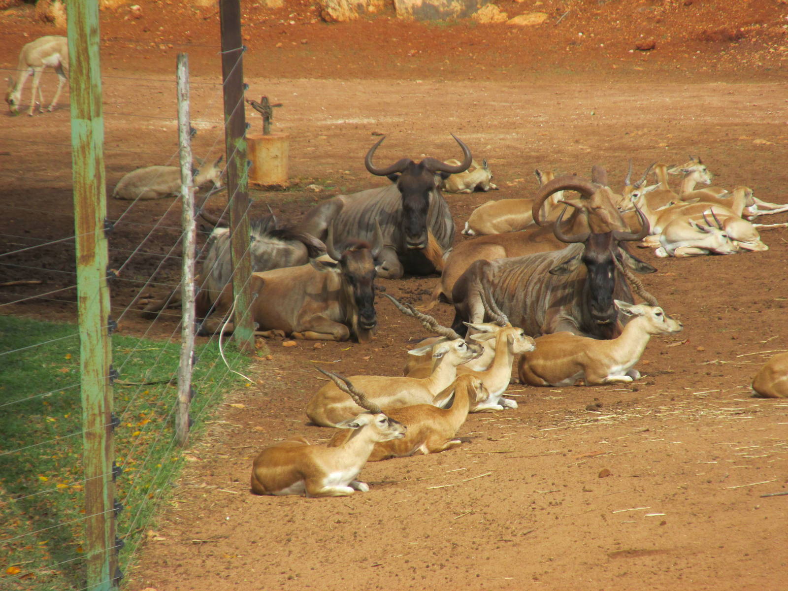 gnus with auodad and blackbuck Animaya