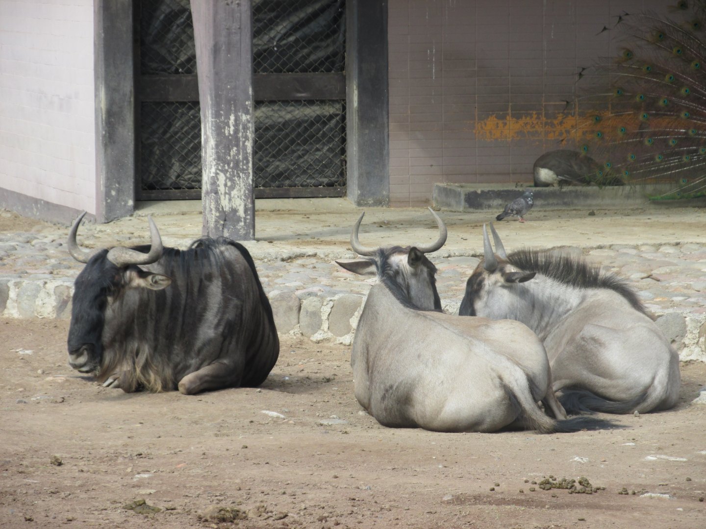 gnus