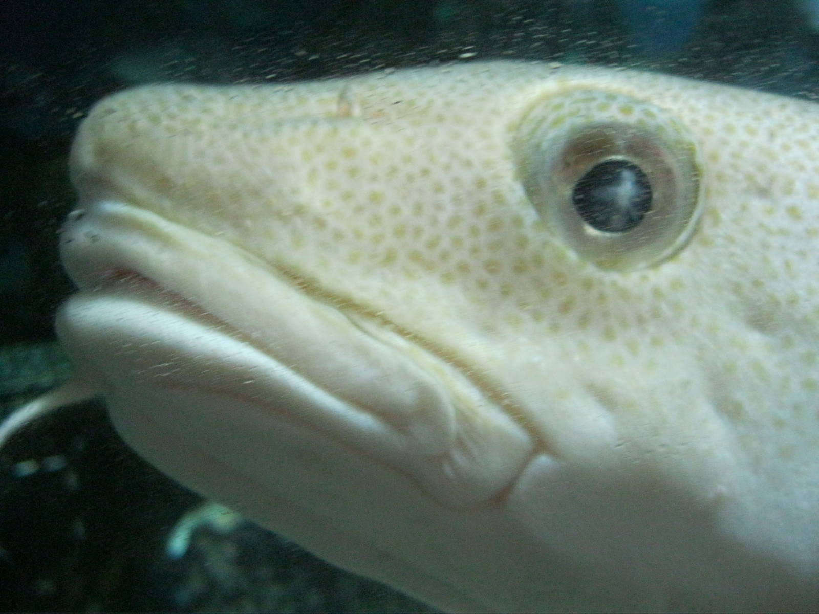 Go Fish!- Atlantic Cod Close-Up