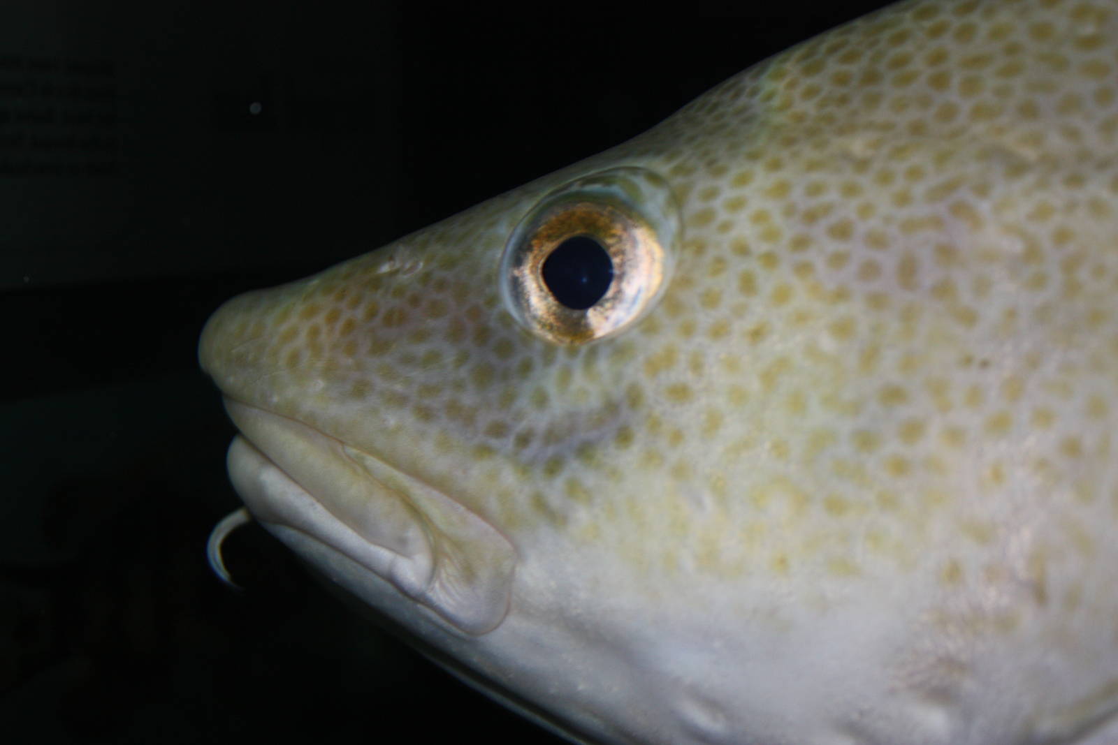 Go Fish!- Atlantic Cod