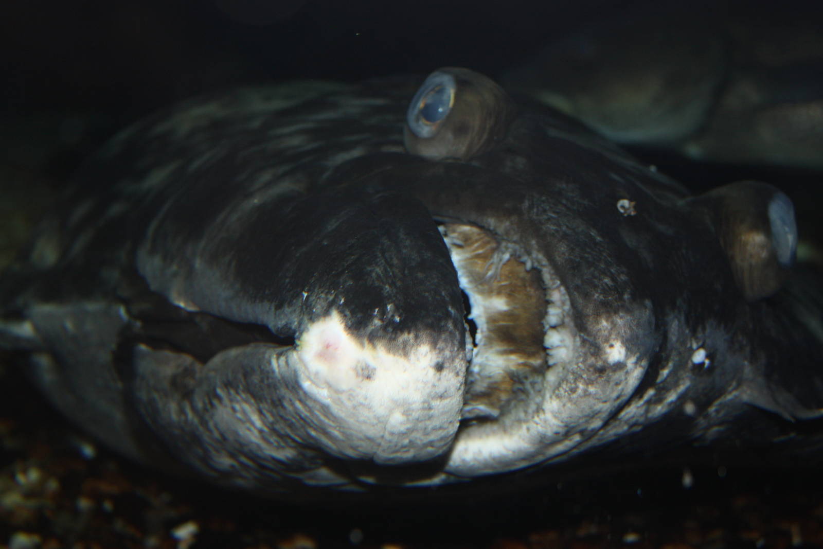 Go Fish!- Atlantic Halibut Close-Up