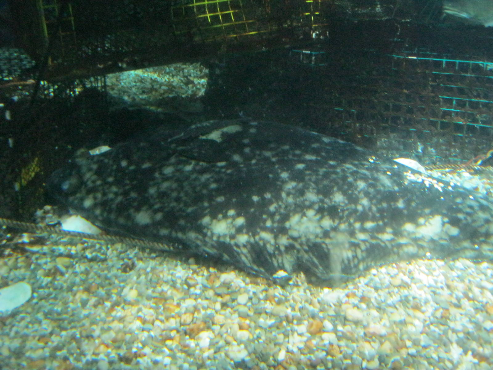 Go Fish!- Atlantic Halibut