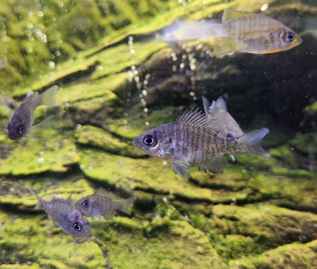 Go Fish Education Center - Killifish