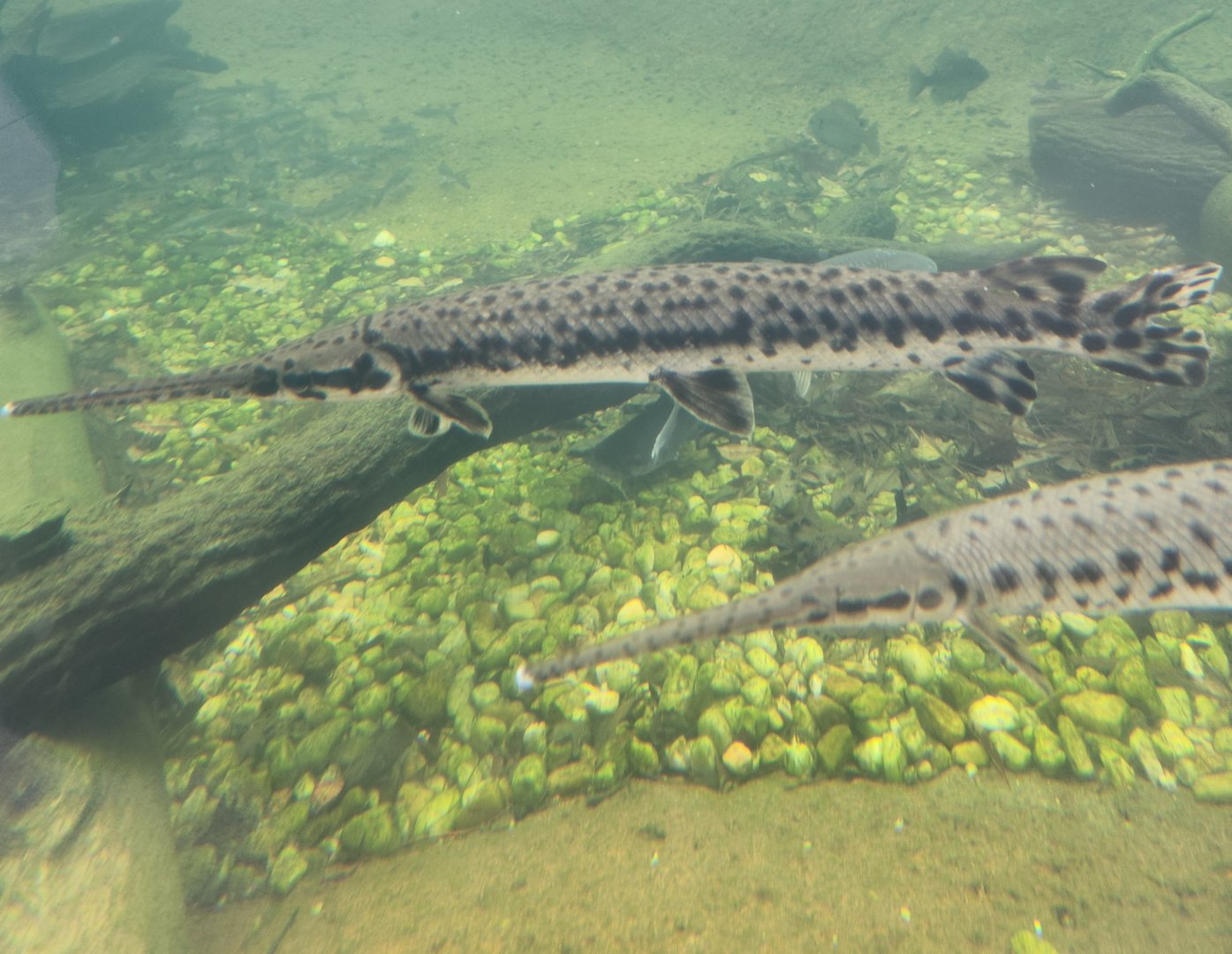 Go Fish Education Center - Spotted Gar