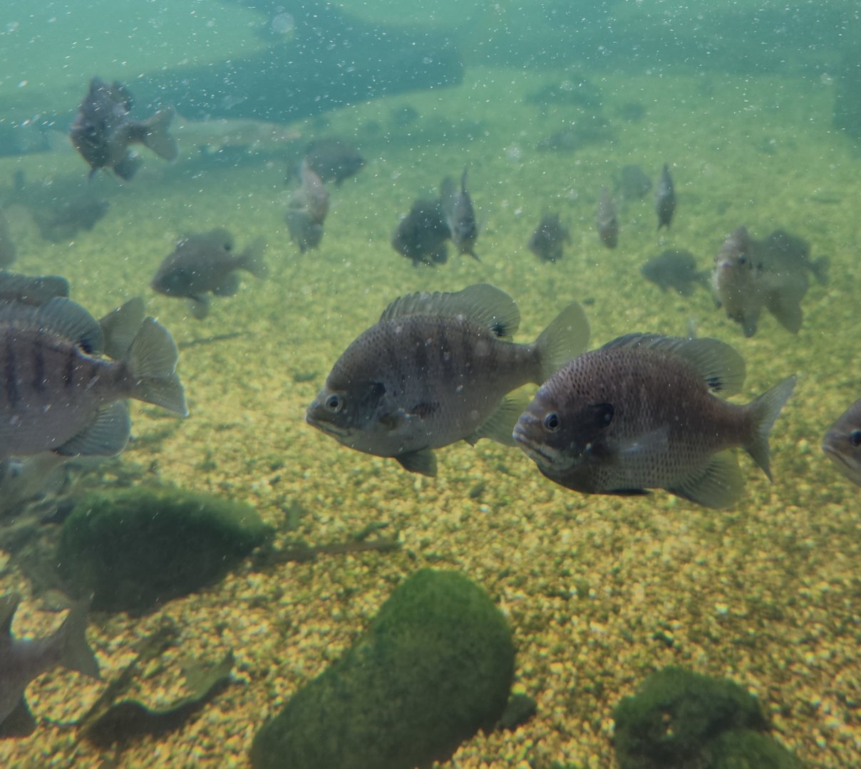Go Fish Education Center - Sunfish