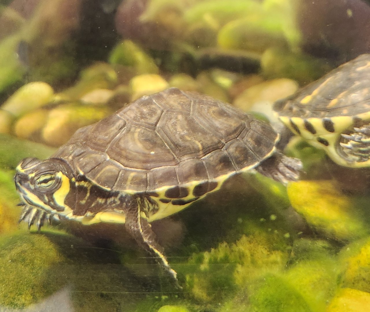 Go Fish Education Center - Trachemys scripta scripta