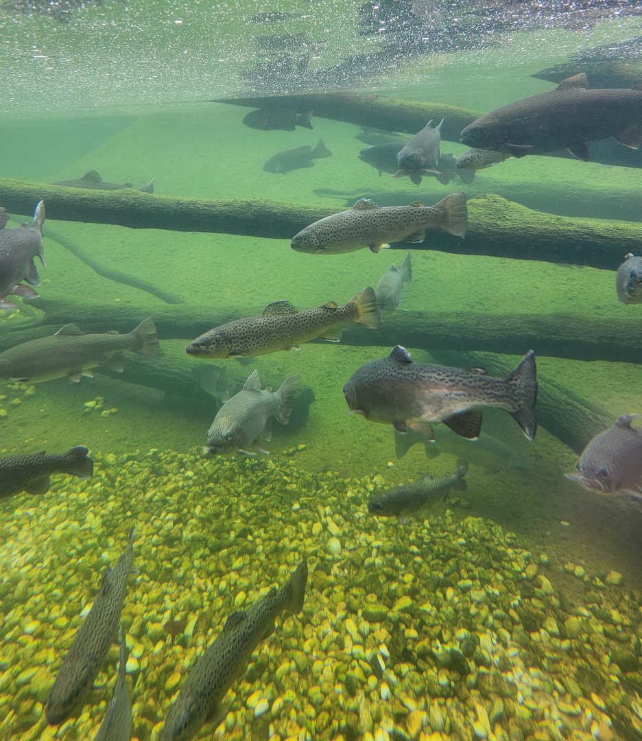 Go Fish Education Center - Trout