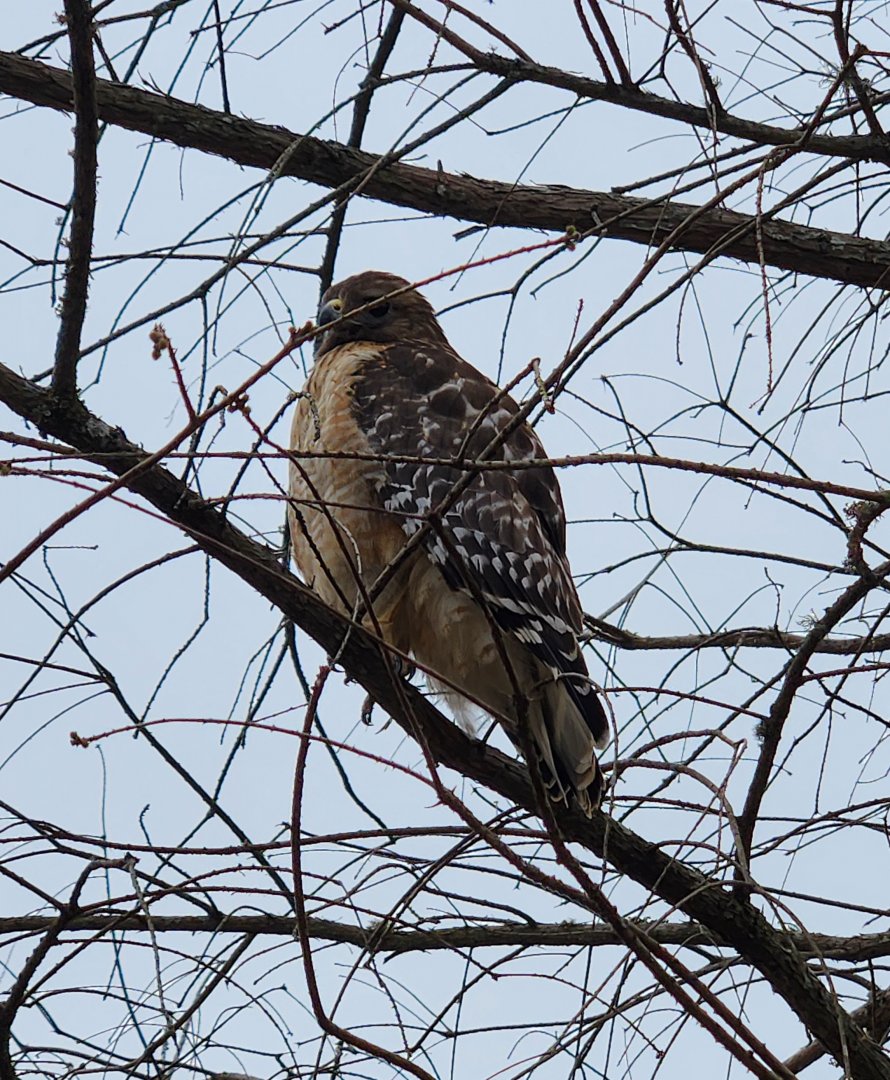 Go Fish Education Center - Wild Red-shouldered Hawk on grounds