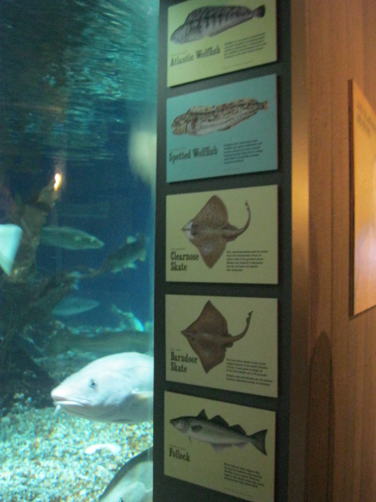 Go Fish!- Fish Species Signage