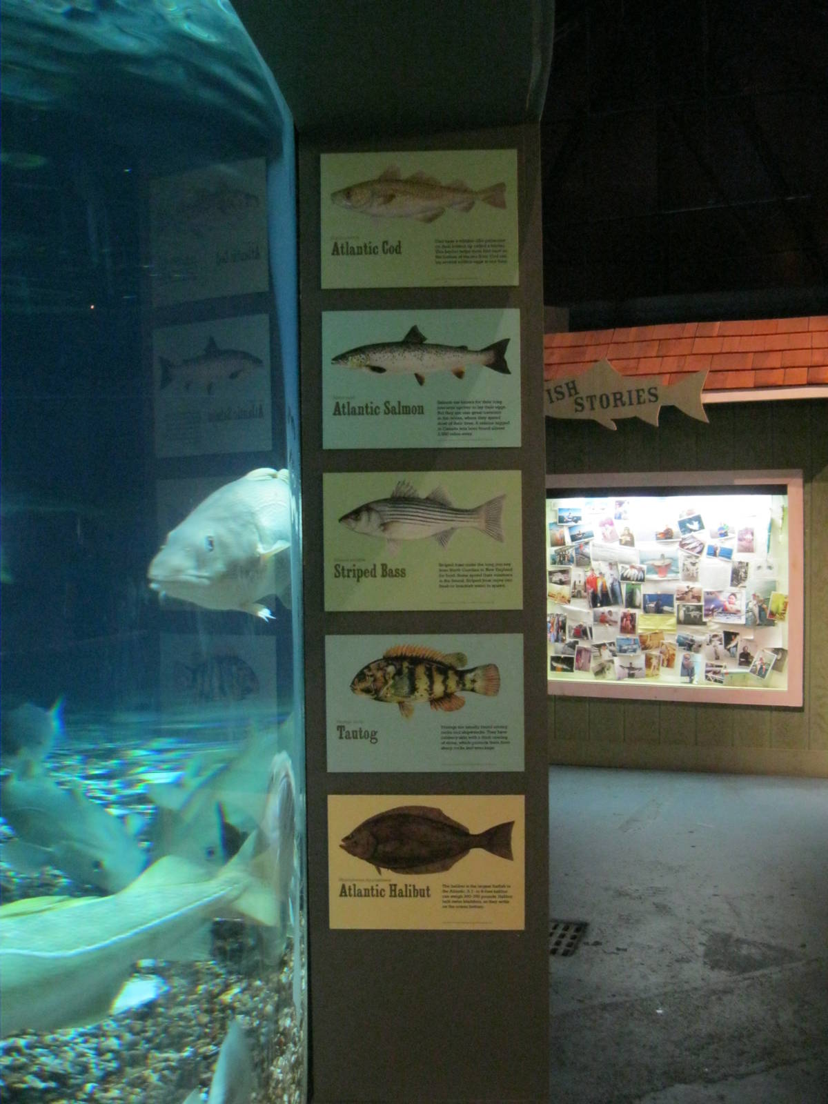 Go Fish- Signage on the Fish in the Tank