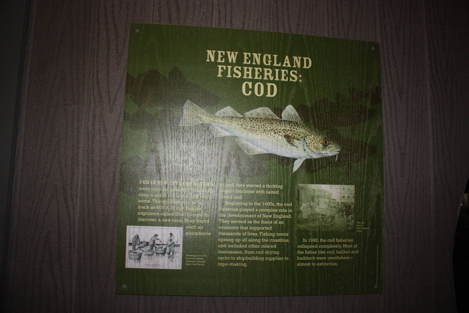 Go Fish!- The Cod's Story