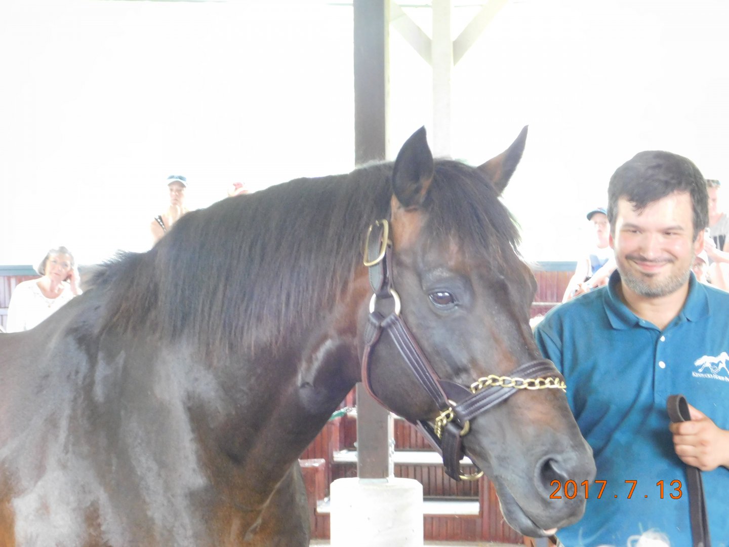 Go for Gin Racehorse