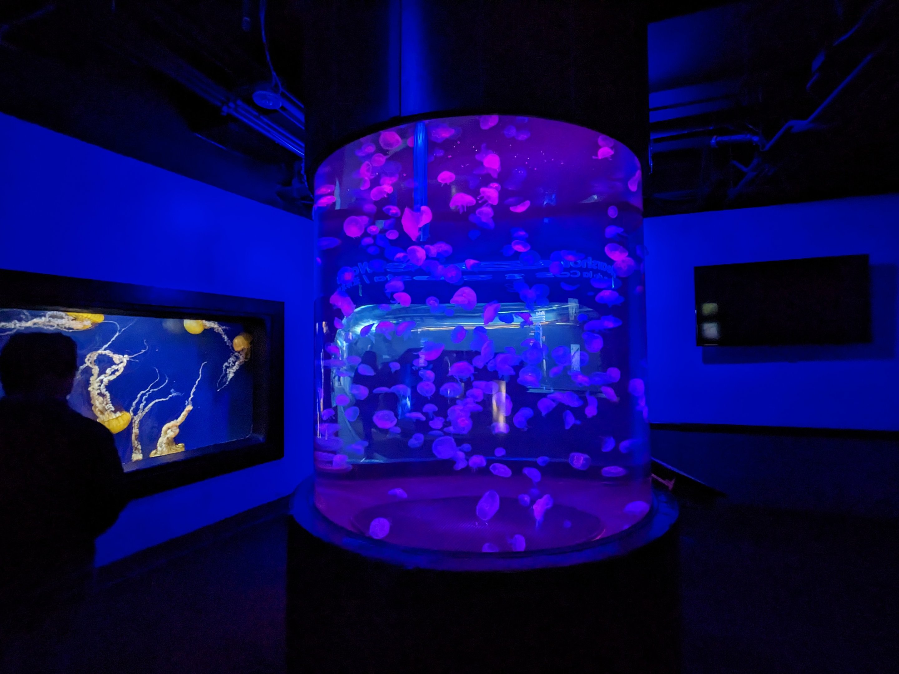 Go with the flow - jellys