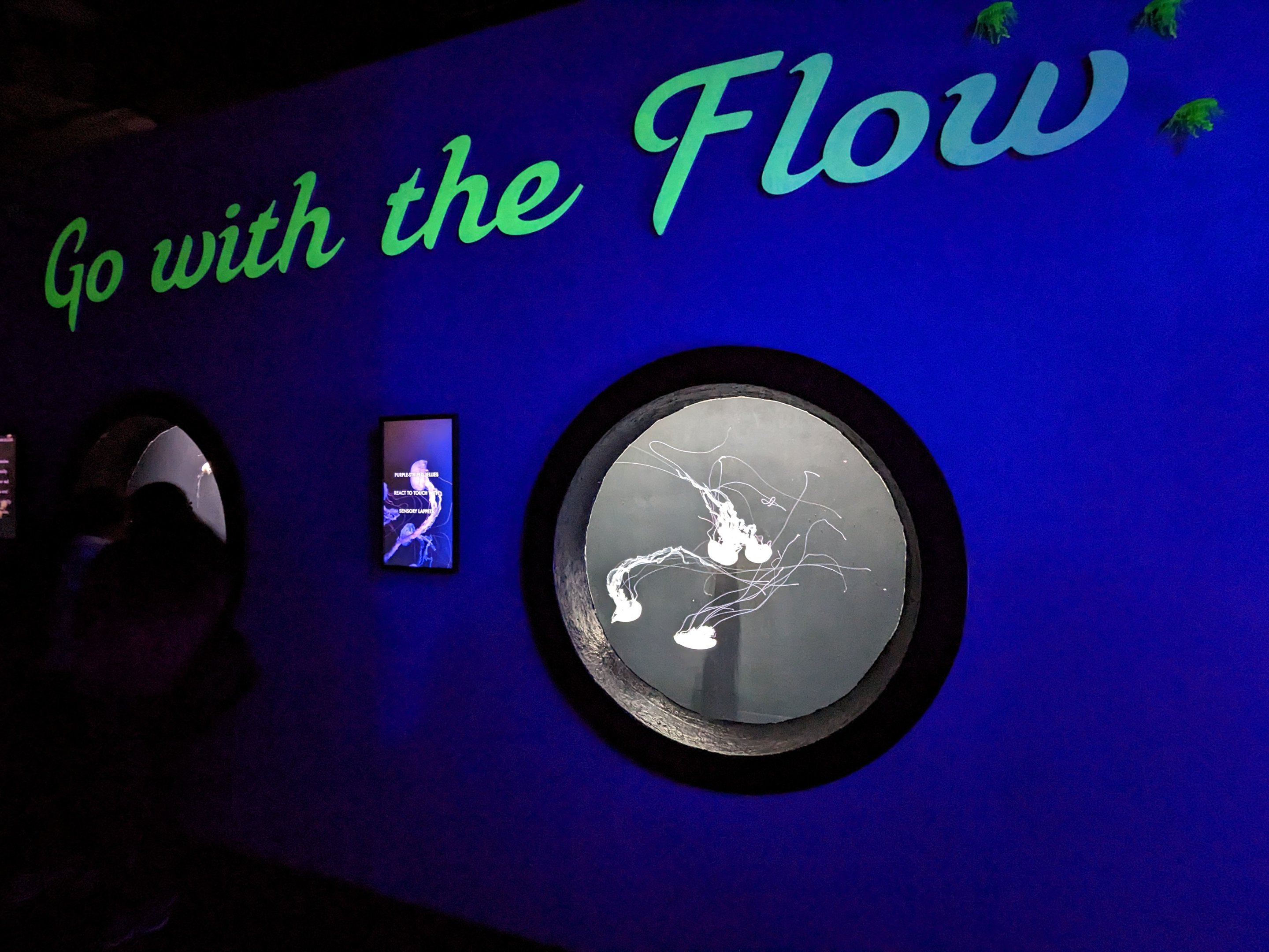 Go with the flow - jellys