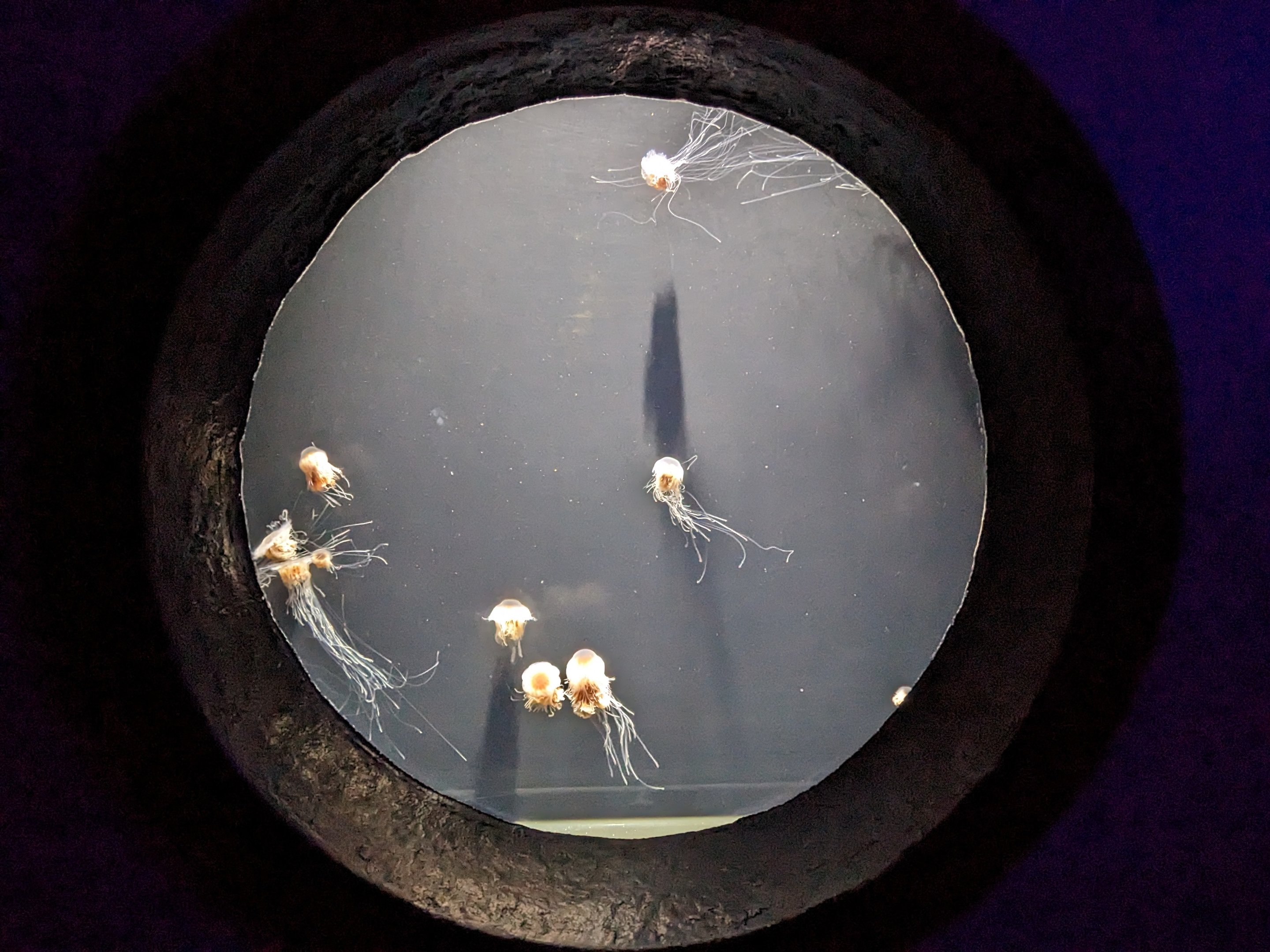 Go with the flow - Lions mane jelly