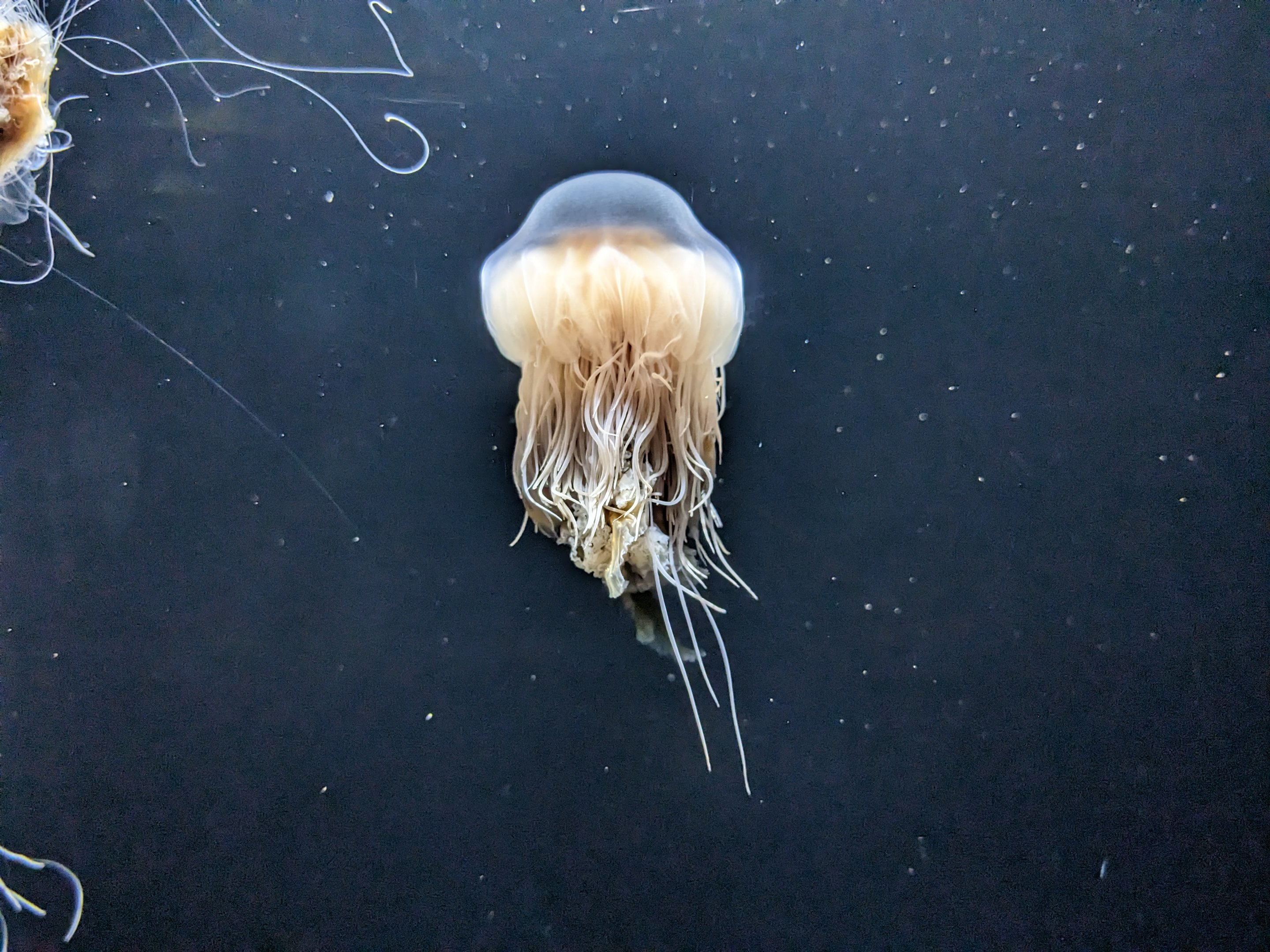 Go with the flow - Lions mane jelly