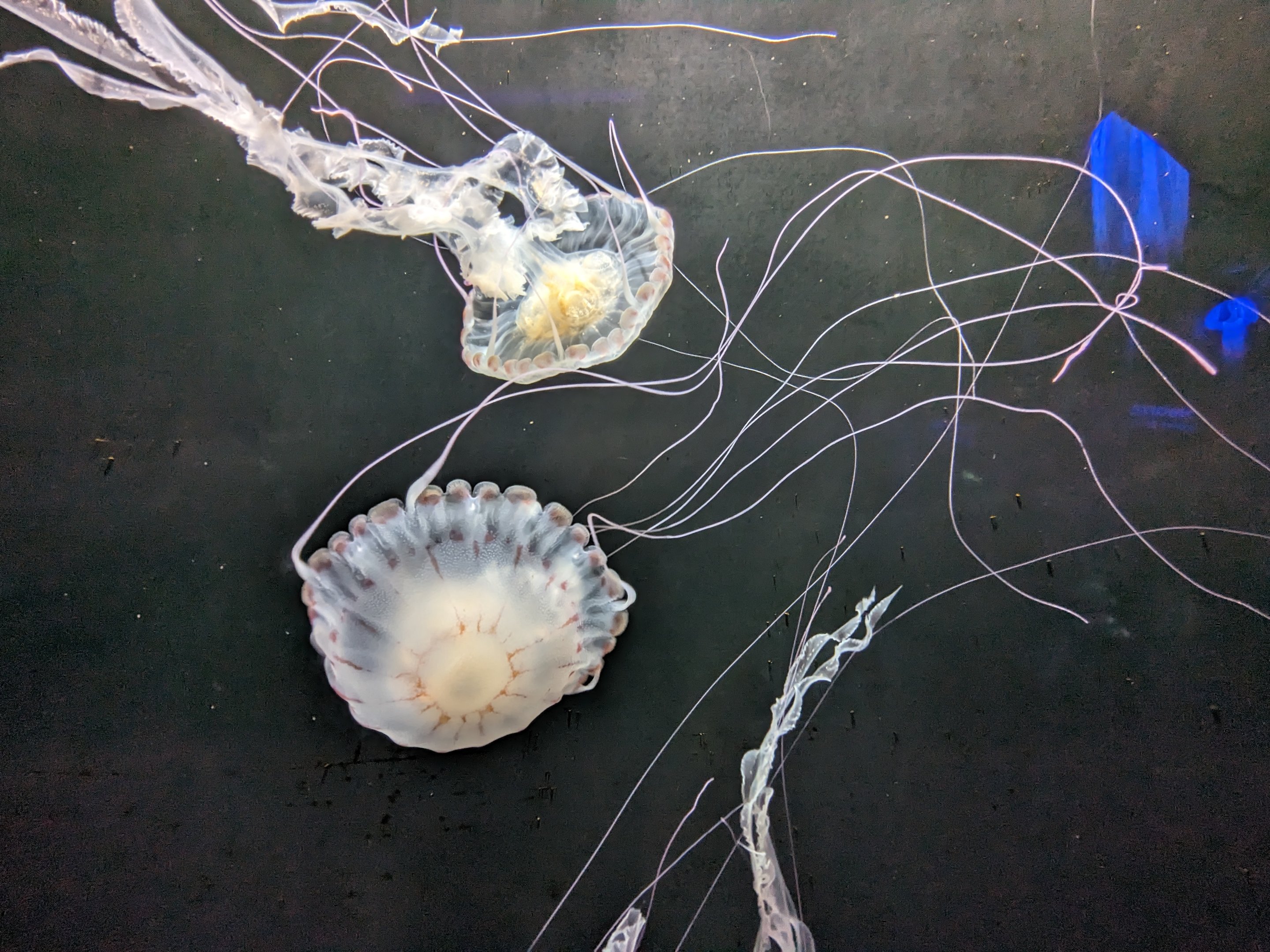 Go with the flow -Purple striped jellys