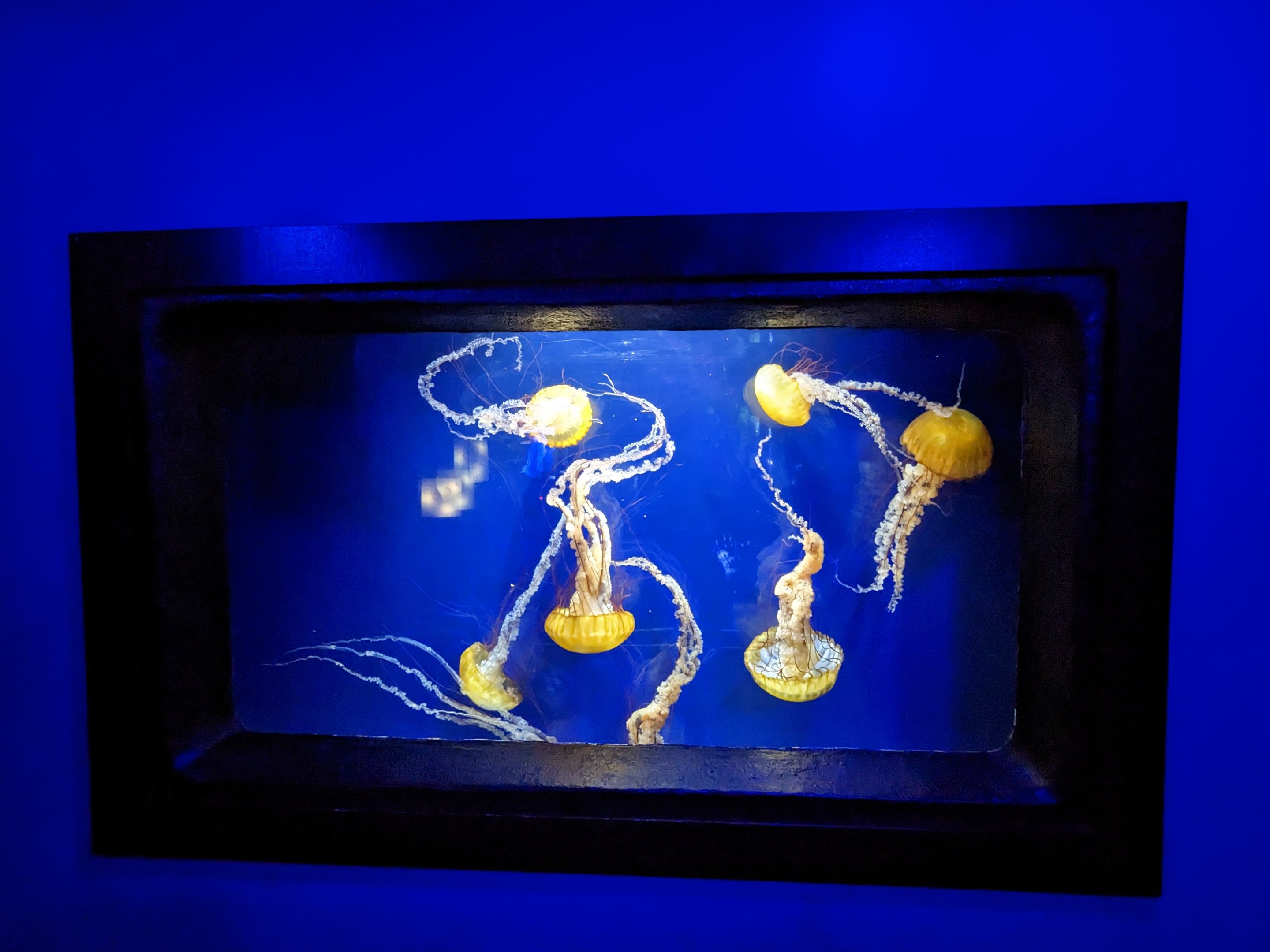 Go with the flow - Sea nettles