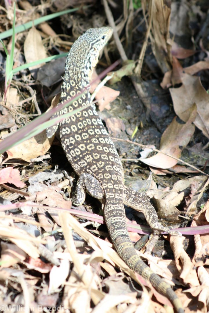Goana Species - Hastie's Swamp