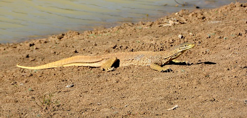 Goanna 2