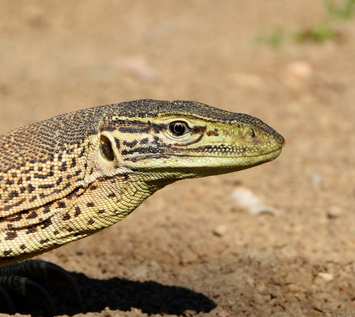 Goanna portrait.