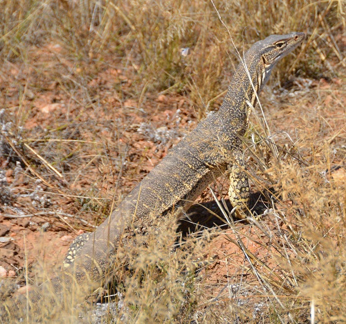 Goanna.    Sand?