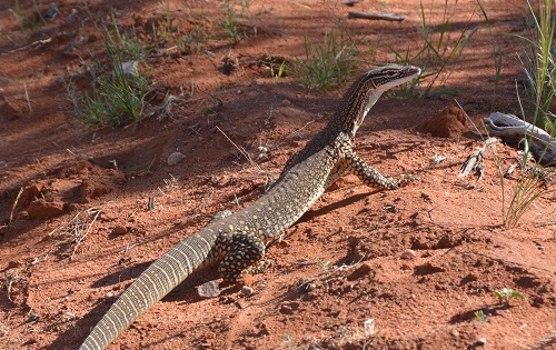 Goanna.  Sand?