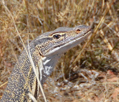 Goanna .